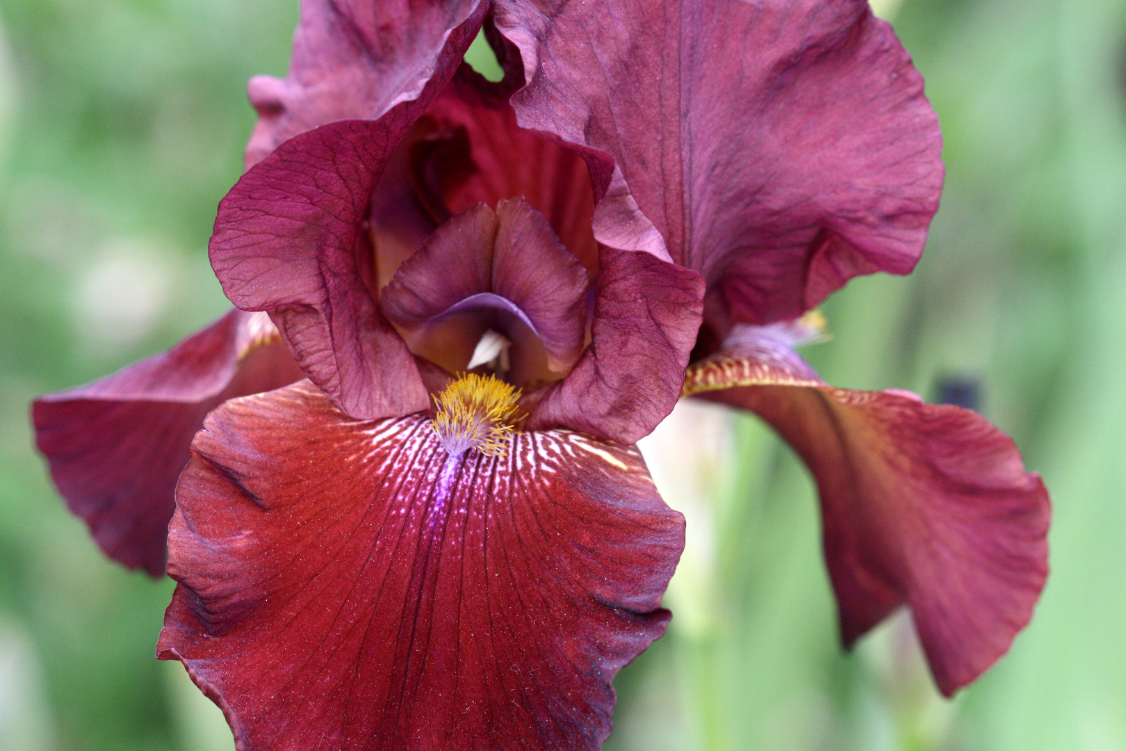 Pfingstrose und Iris im Berggarten Hannover