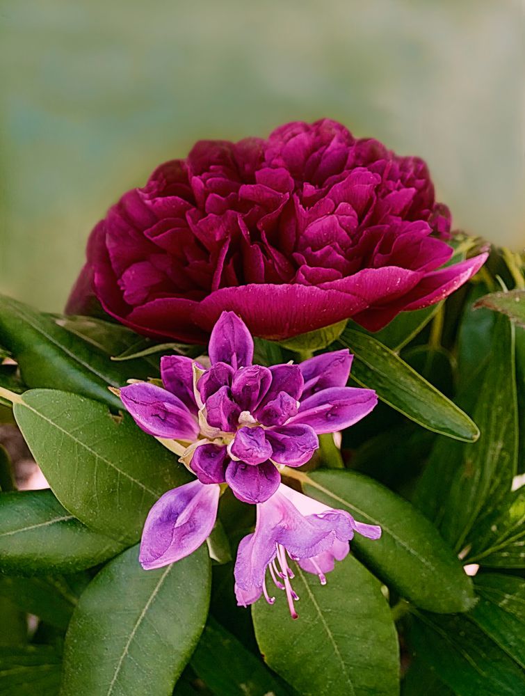 Pfingstrose und Rhododendron Foto & Bild nature, stillleben, blumen