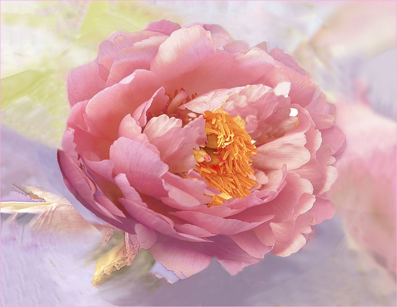 Pfingstrose VI Foto & Bild blumen , natur, stillleben Bilder auf