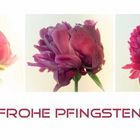 Pfingstrose - von der Knospe zur Blütenexplosion