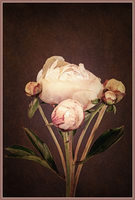 Pfingstrose vor dem Aufblühen