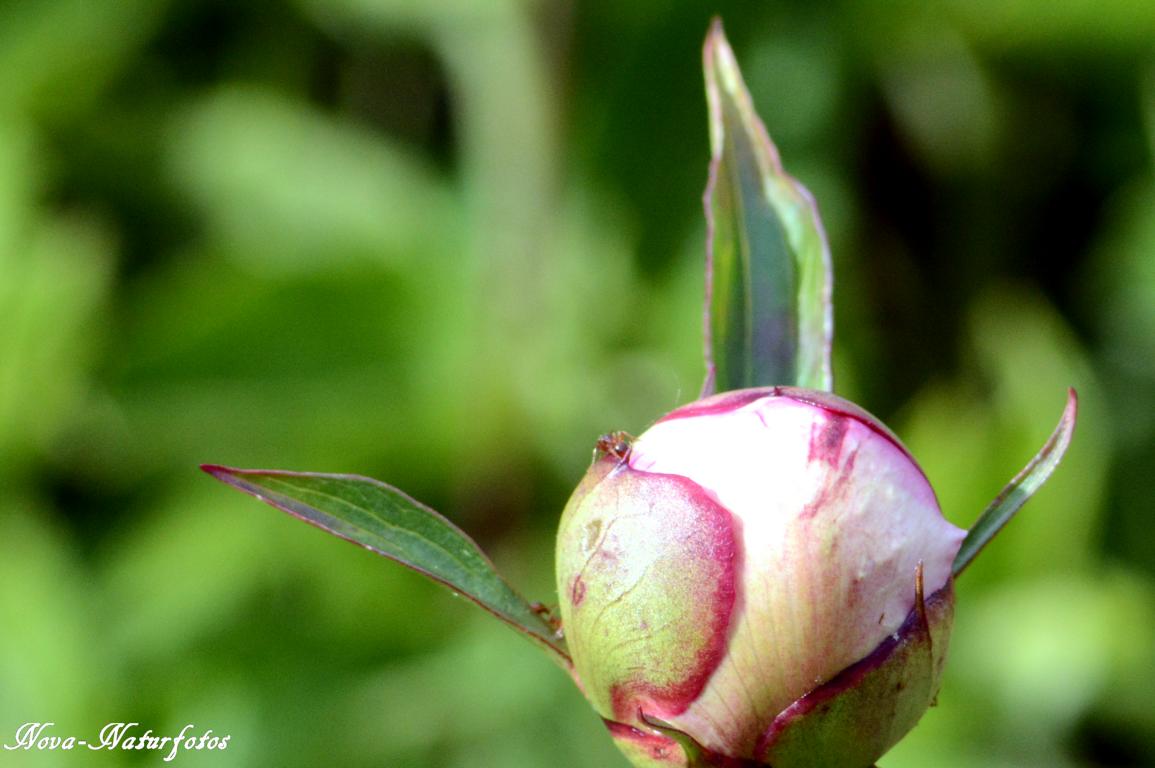 Pfingstrose vor der Blüte 150609-1917F1