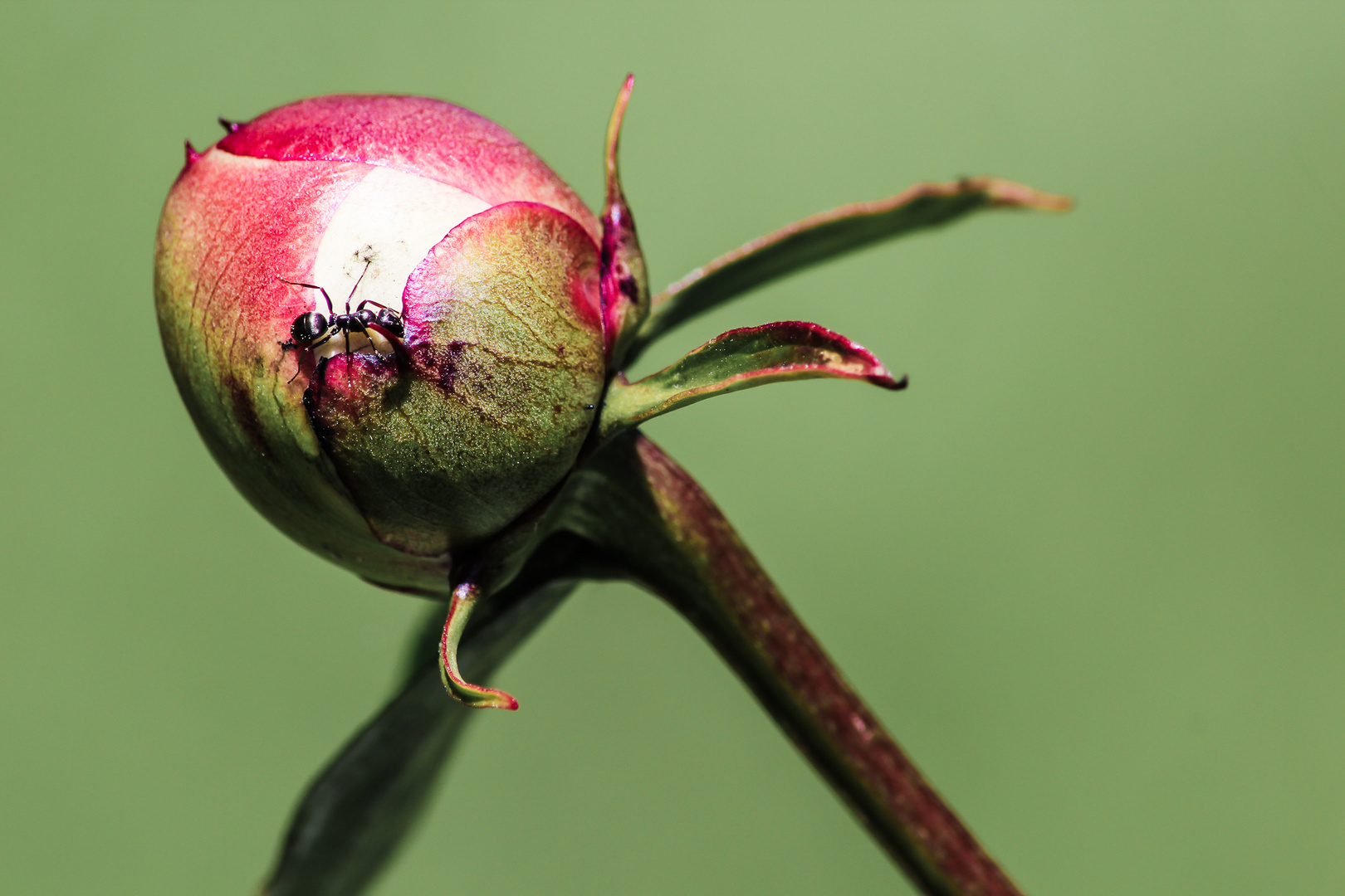 Pfingstrose vor der Blüte