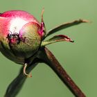 Pfingstrose vor der Blüte