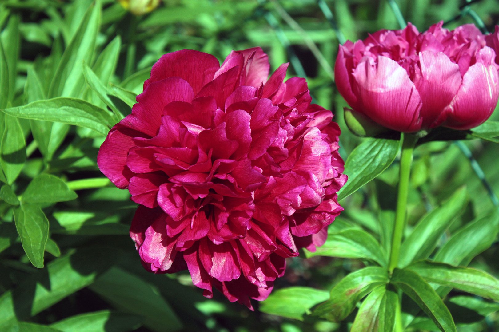 Pfingstrose vor Pfingsten erblüht Foto & Bild | blumen ...