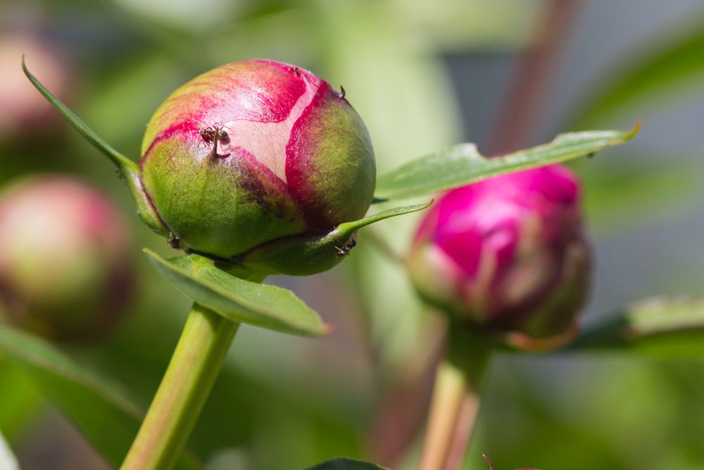 Pfingstrosen Foto & Bild | natur, pflanzen, blüten Bilder ...