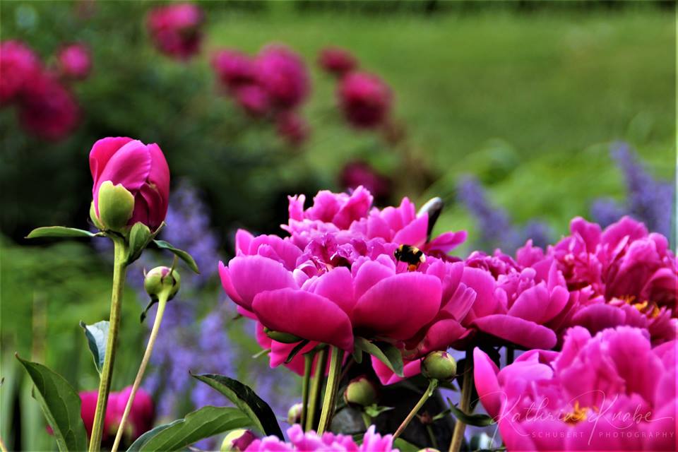 Bild von Pfingstrosen: A Comprehensive Guide to Captivating Floral Art