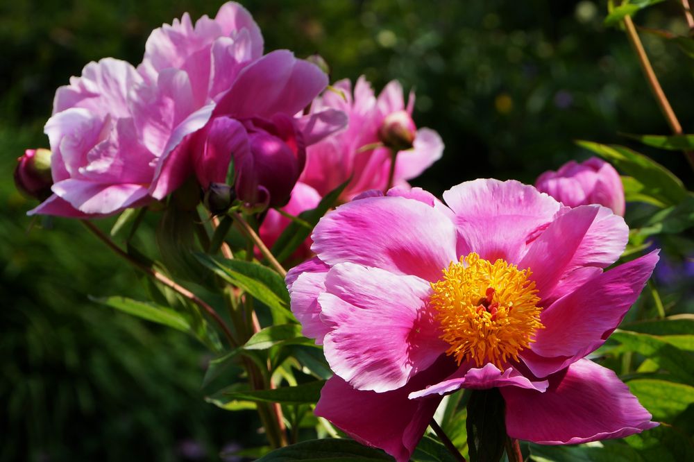 Pfingstrosen Foto & Bild natur, pflanzen, rhododendron Bilder auf
