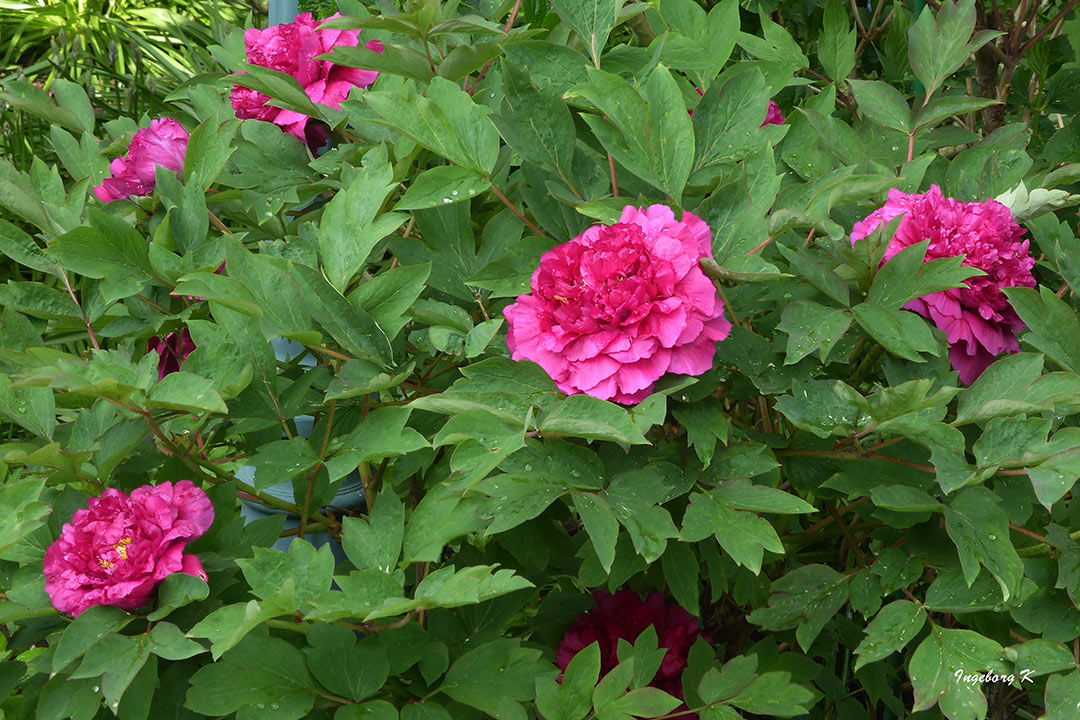 Pfingstrosen - früh blühend - eine Strauchrose