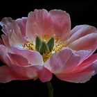 Pfingstrosen gehören für mich zu den schönsten Blumen - ( Stacking Bild ) 