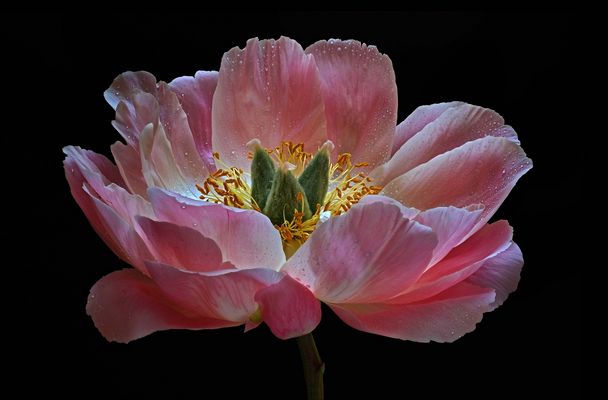 Pfingstrosen gehören für mich zu den schönsten Blumen - ( Stacking Bild ) 
