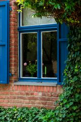 Pfingstrosen im Fenster