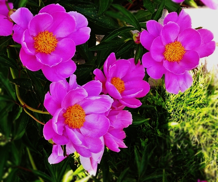 Pfingstrosen in meinem Garten