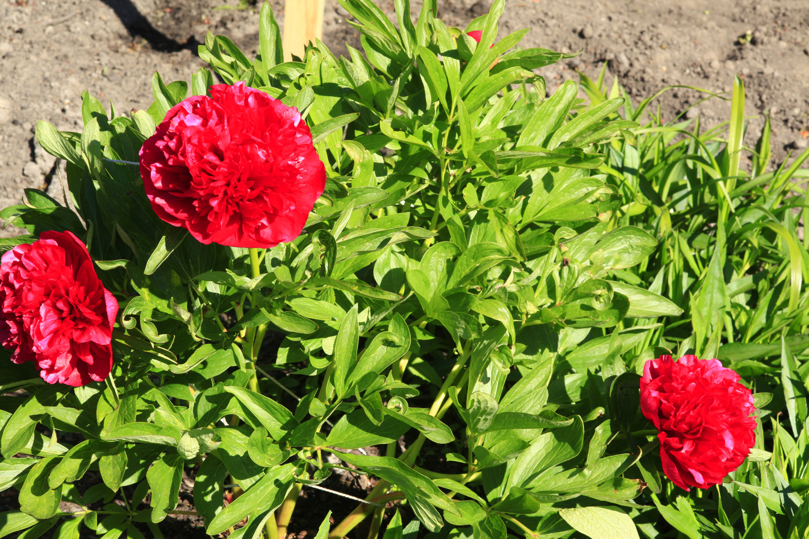 Pfingstrosen in unser Garten  blühen um Pfingsten.