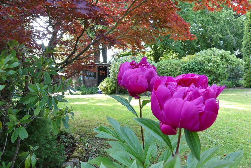 Pfingstrosen in unserem Garten