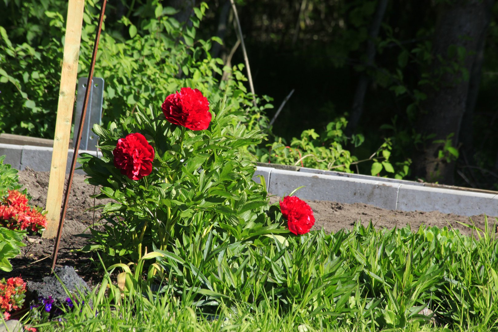 Pfingstrosen in unsern Garten sie blühen um Pfingsten 