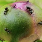 Pfingstrosen-Knospe mit ihren Ameisen 
