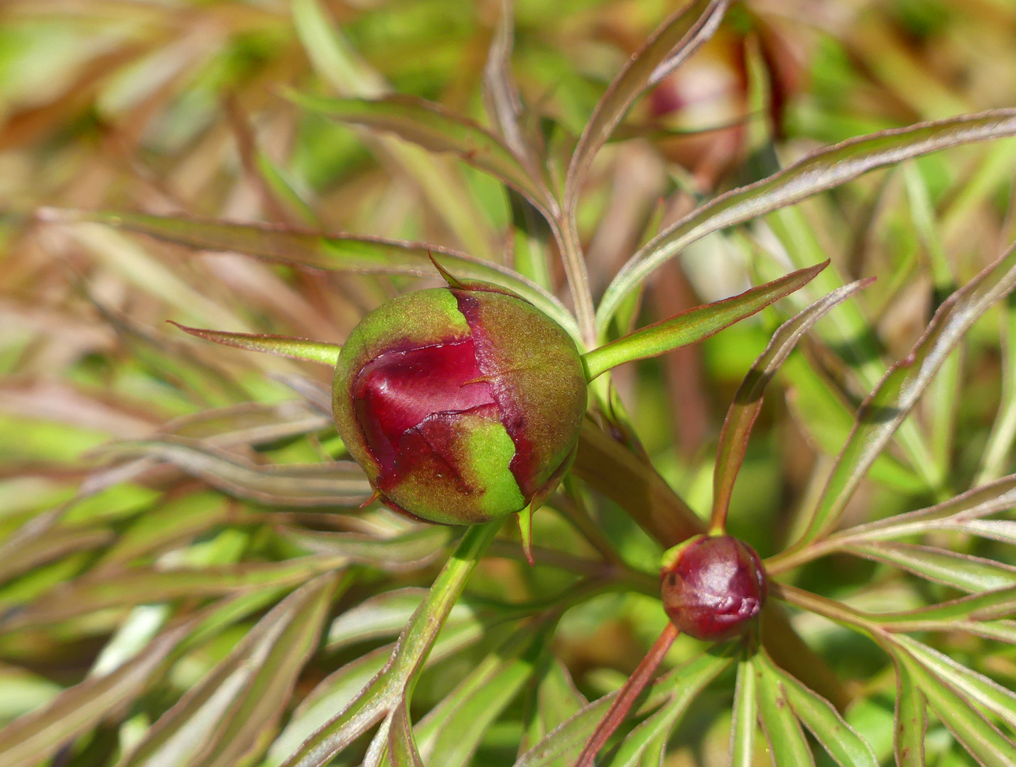 Pfingstrosen Knospen