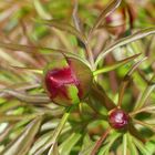 Pfingstrosen Knospen