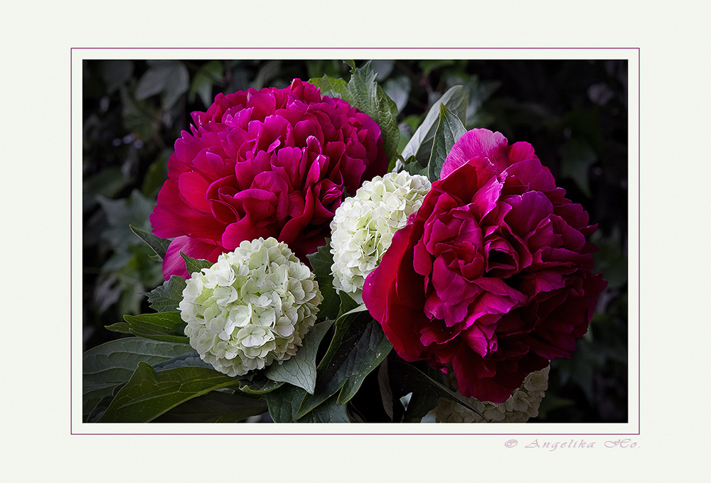 Pfingstrosen - Paeonia