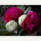 Pfingstrosen - Paeonia