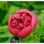 Pfingstrosen (Paeonia)