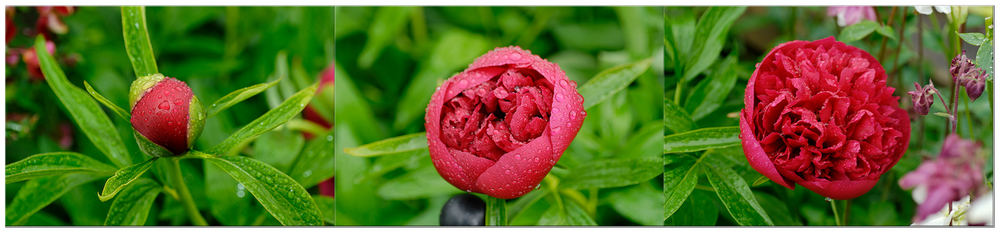 Pfingstrosen (Paeonia)