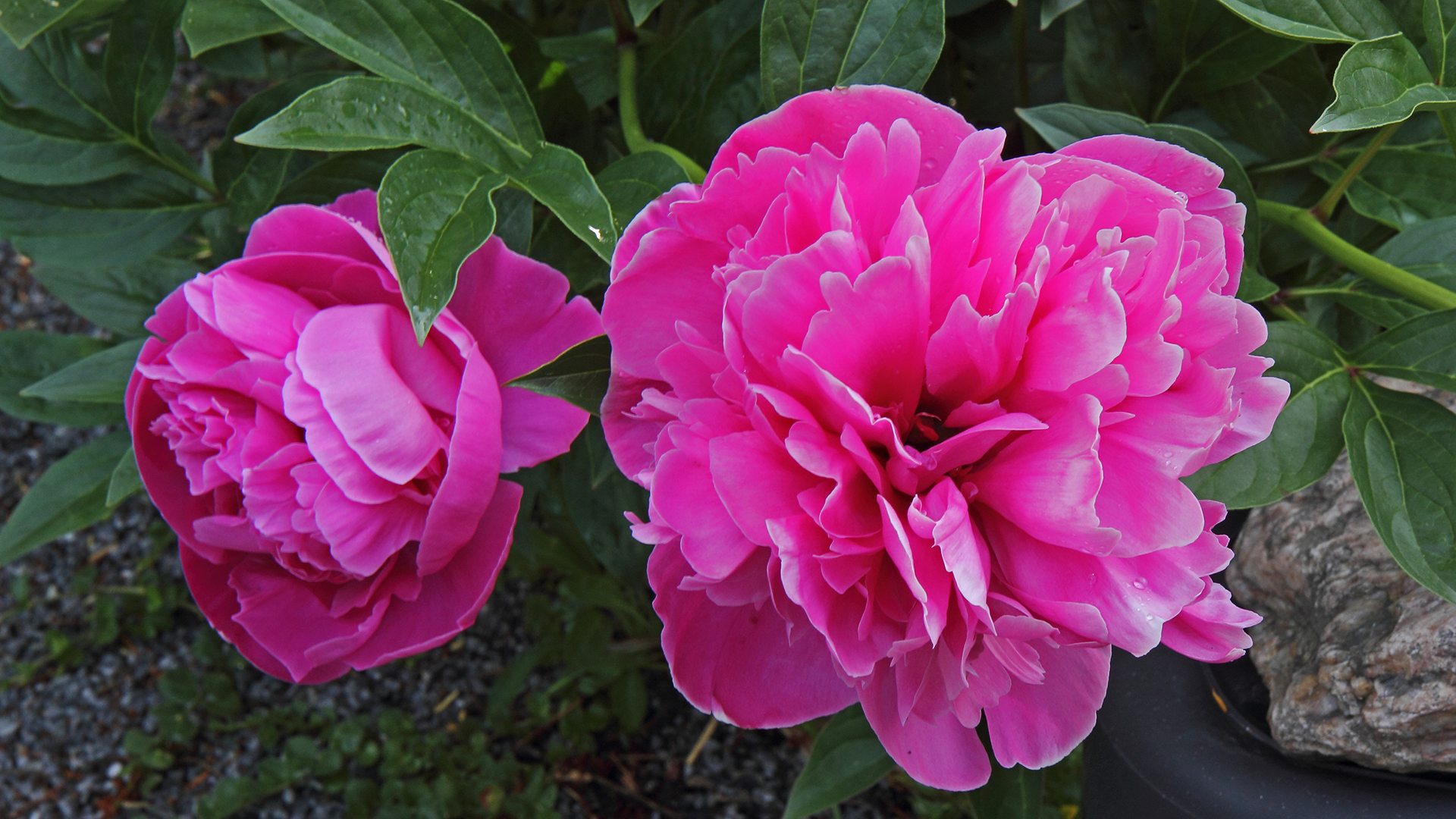 Pfingstrosen, Paeonia am Pfingstmontag im Garten Foto