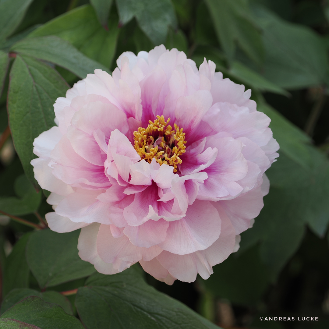 Pfingstrosen (Paeonia lactiflora)  