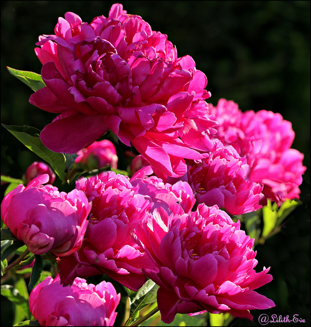 Pfingstrosen.... Peony (Paeonia) im Sonnenlicht...