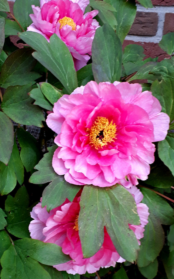Pfingstrosen zu Ostern Foto & Bild | pflanzen, pilze ...