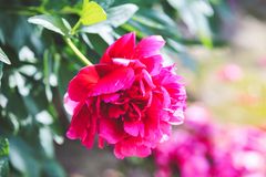 Pfingstrosenblüte in einem Bauerngarten