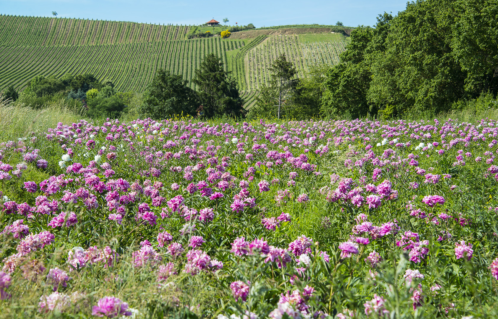 Pfingstrosenfeld in Gau-Bischofsheim