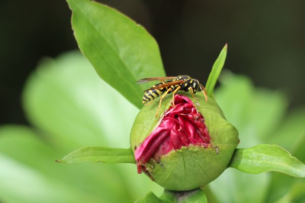 Pfingstrosenknospe mit Wespe