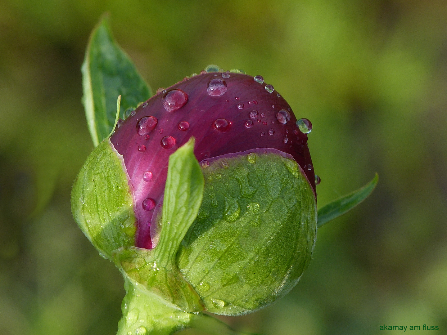 Pfingstrosenknospe nach dem Gewitter.......