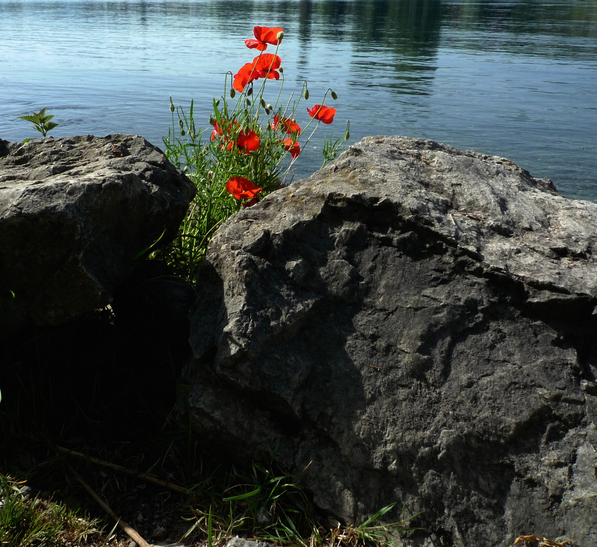 Pfingststimmung am Rhein bei Stein