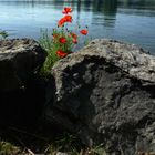 Pfingststimmung am Rhein bei Stein