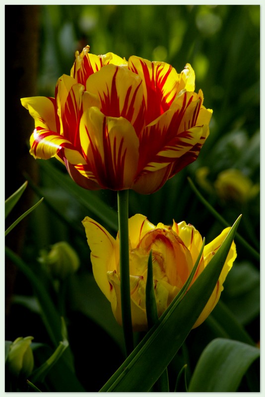 Pfingsttulpen