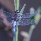 Pfingsturlaub in der Maremma und Umgebung