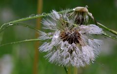 Pfingstwetter...