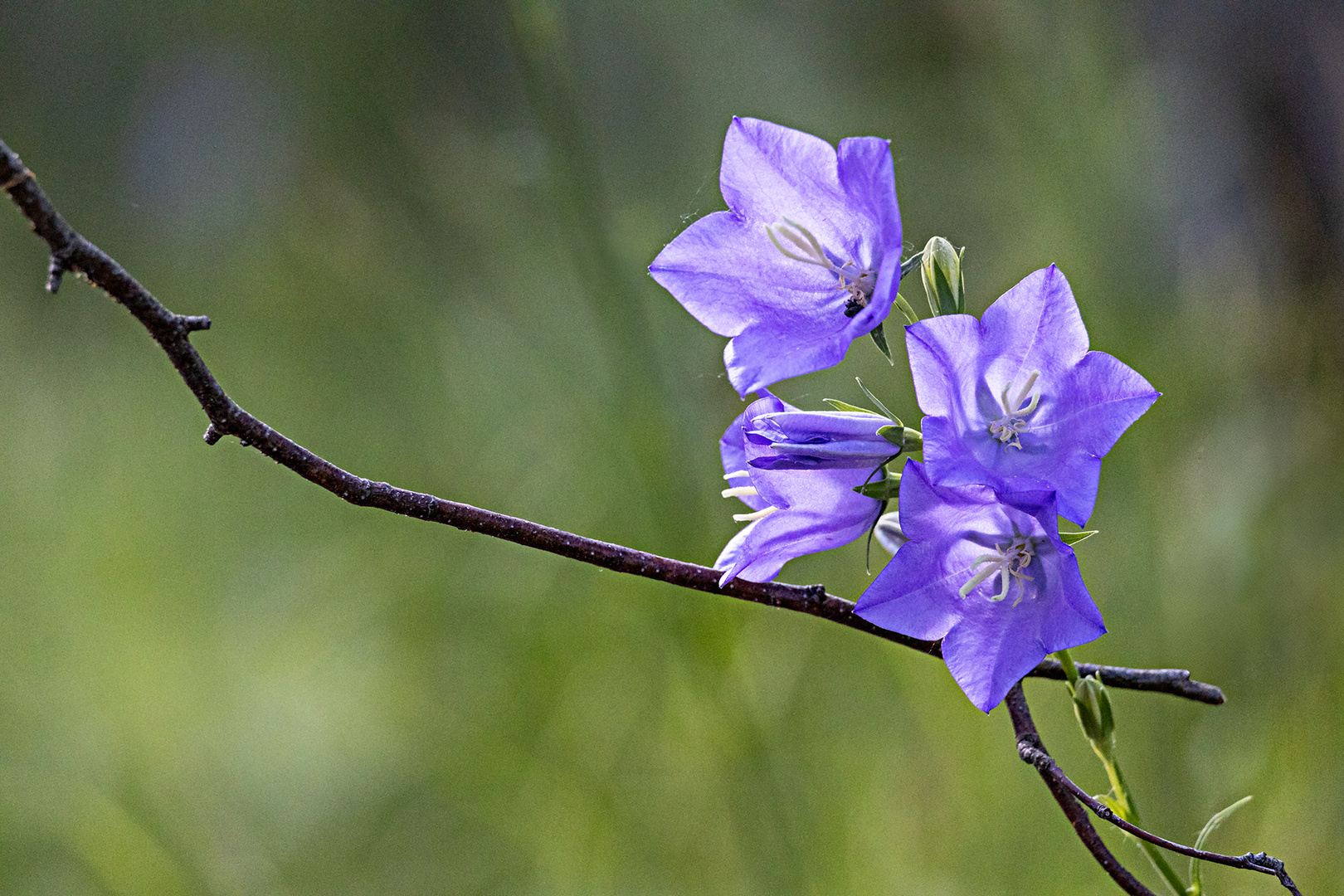 Pfirschbla?ttrige Glockenblume