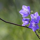 Pfirschbla?ttrige Glockenblume