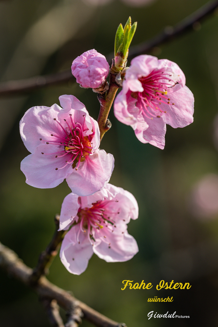 "Pfirsich-Blüten"