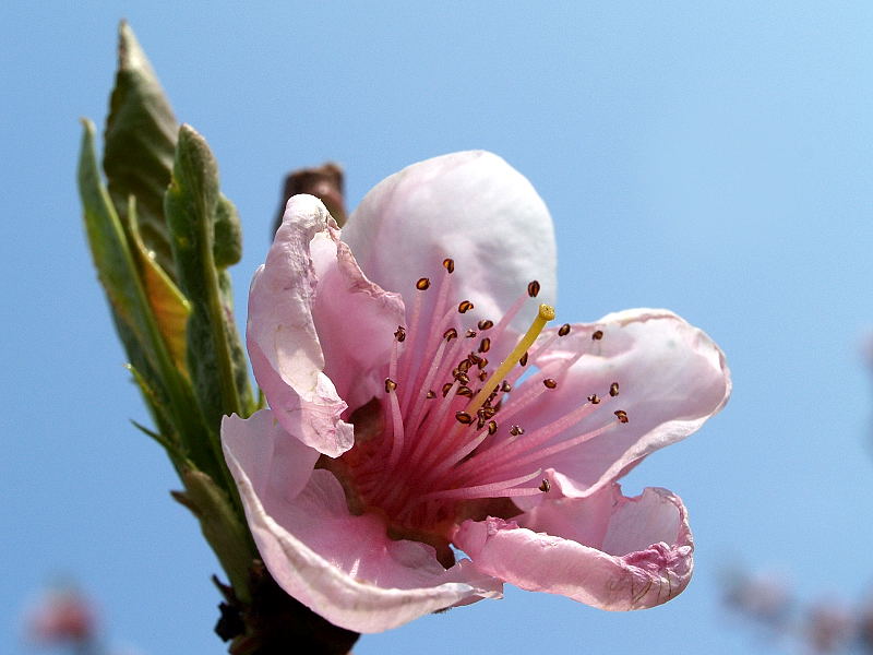 Pfirsich-Blüten