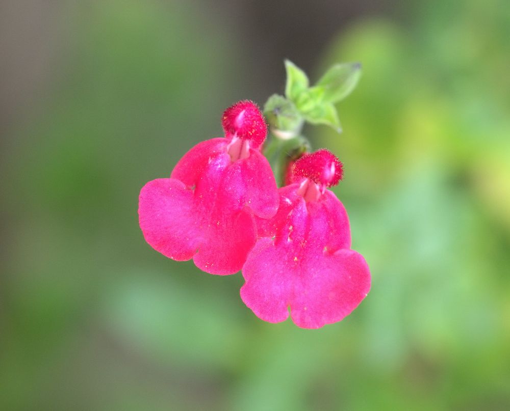 PfirsichSalbei Foto & Bild natur, pflanzen, blüten Bilder auf