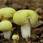 Pfirsich-Täubling (Russula violeipes)