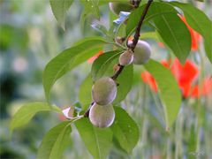 Pfirsich und Mohn