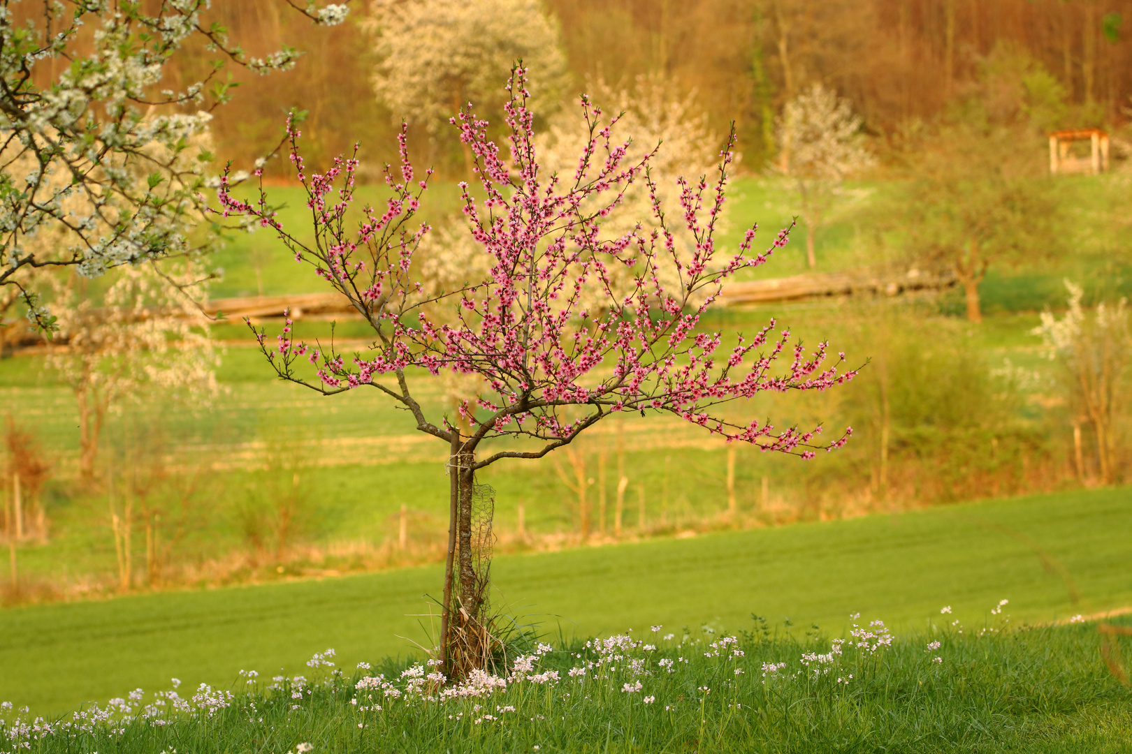 Pfirsichbaum Foto & Bild Bilder auf