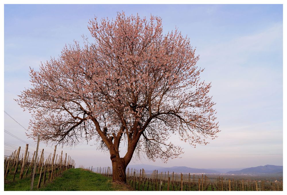 Pfirsichbaum mit Aussicht