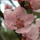Pfirsichbaumblüte
